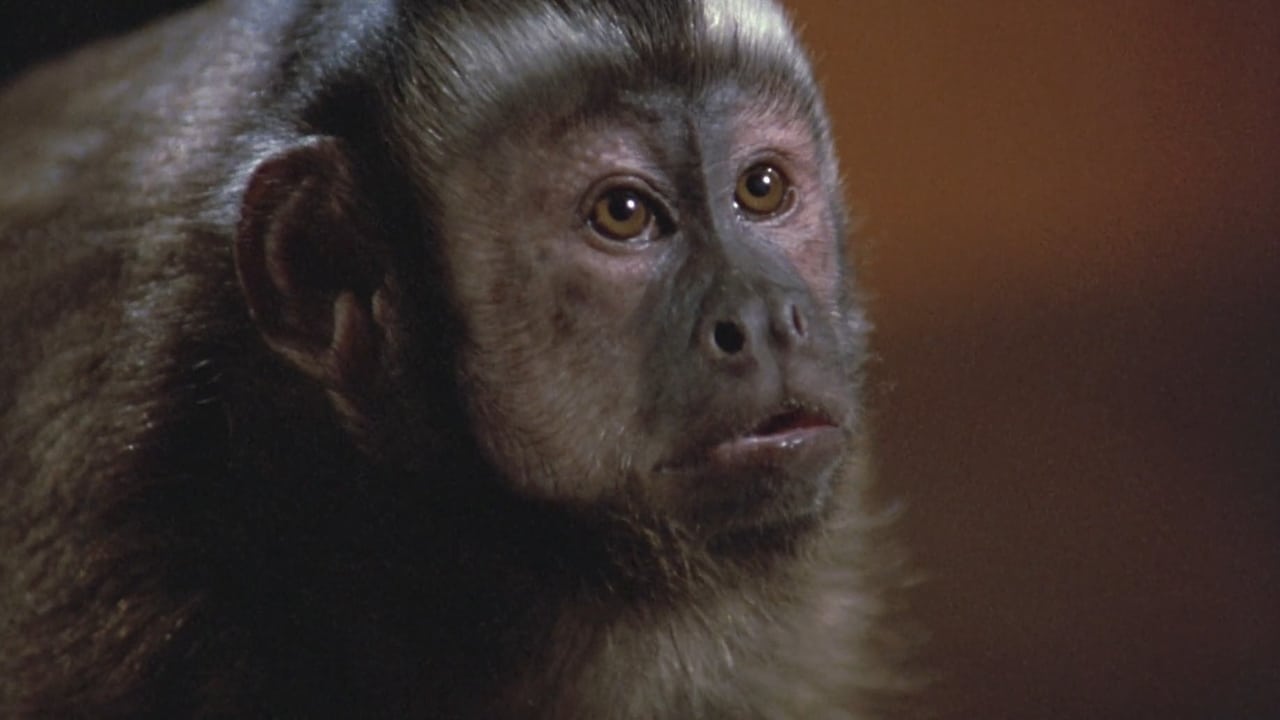 Monkey Shines (1988)