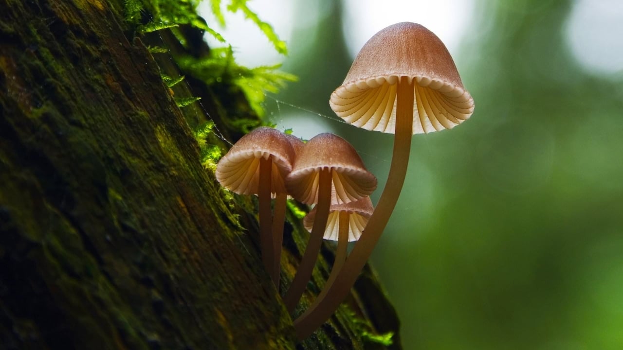 Scen från Fantastic Fungi