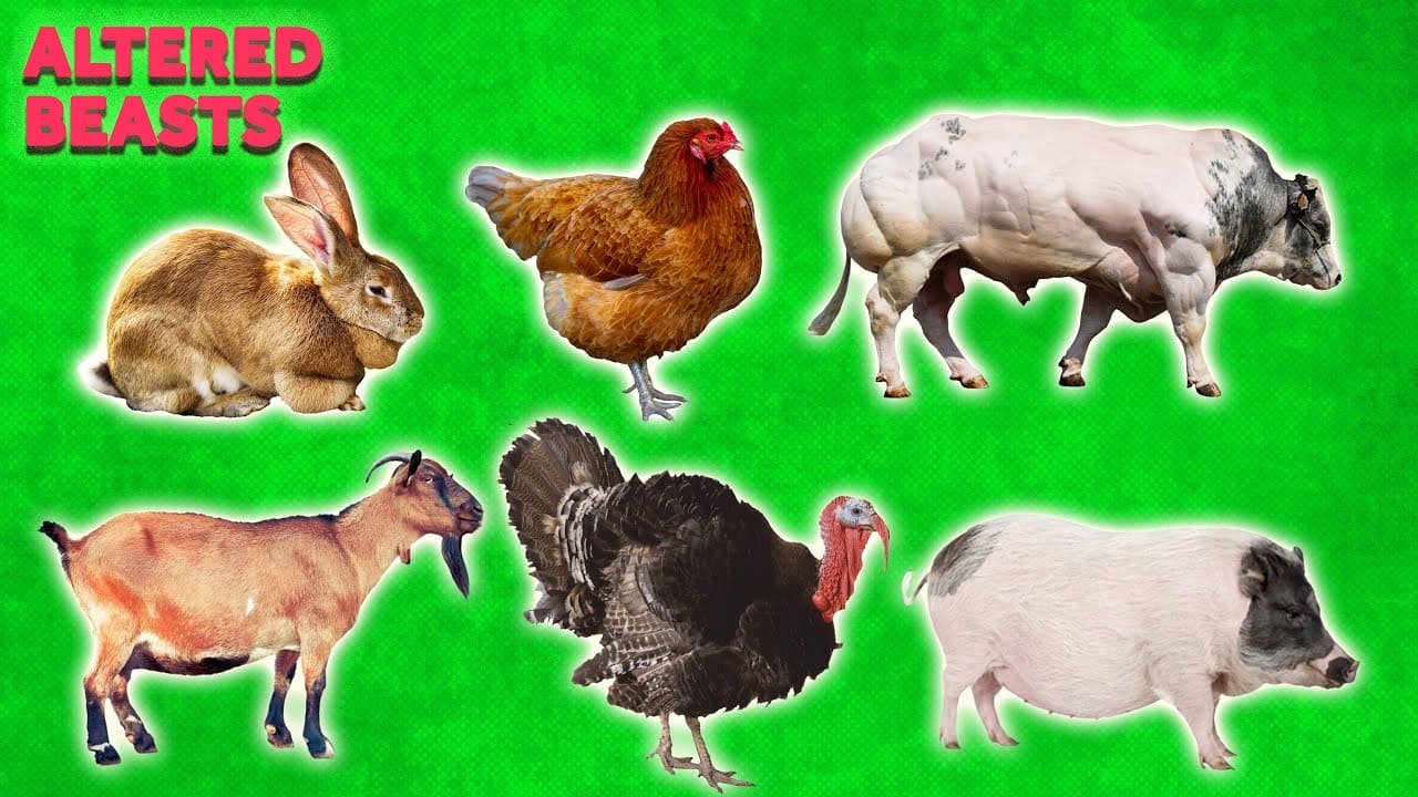 Weird History Food - Season 2 Episode 45 : What Animals Looked Like Before We Started Breeding Them for Food