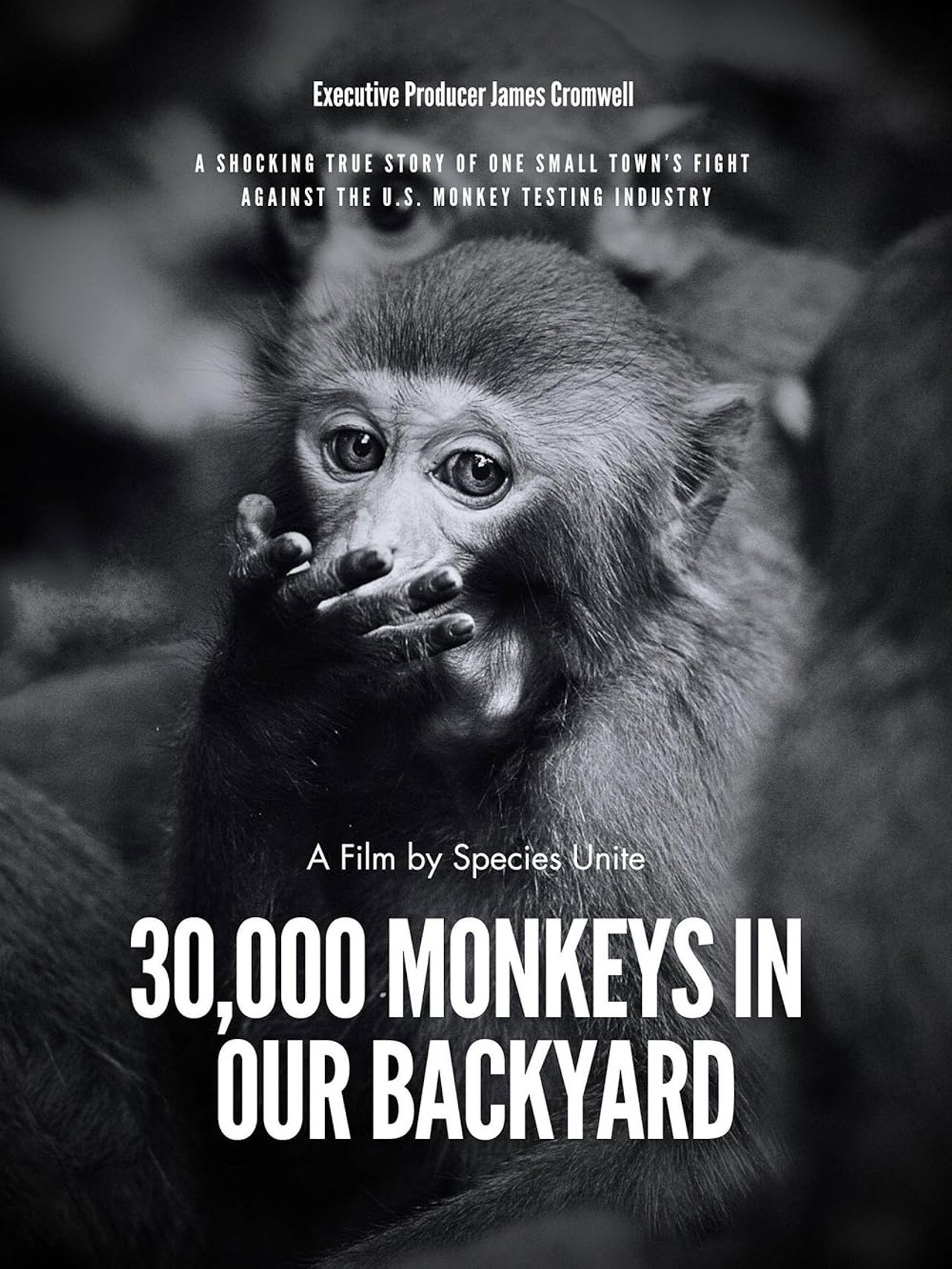 30,000 Monkeys in Our Backyard filmaffisch