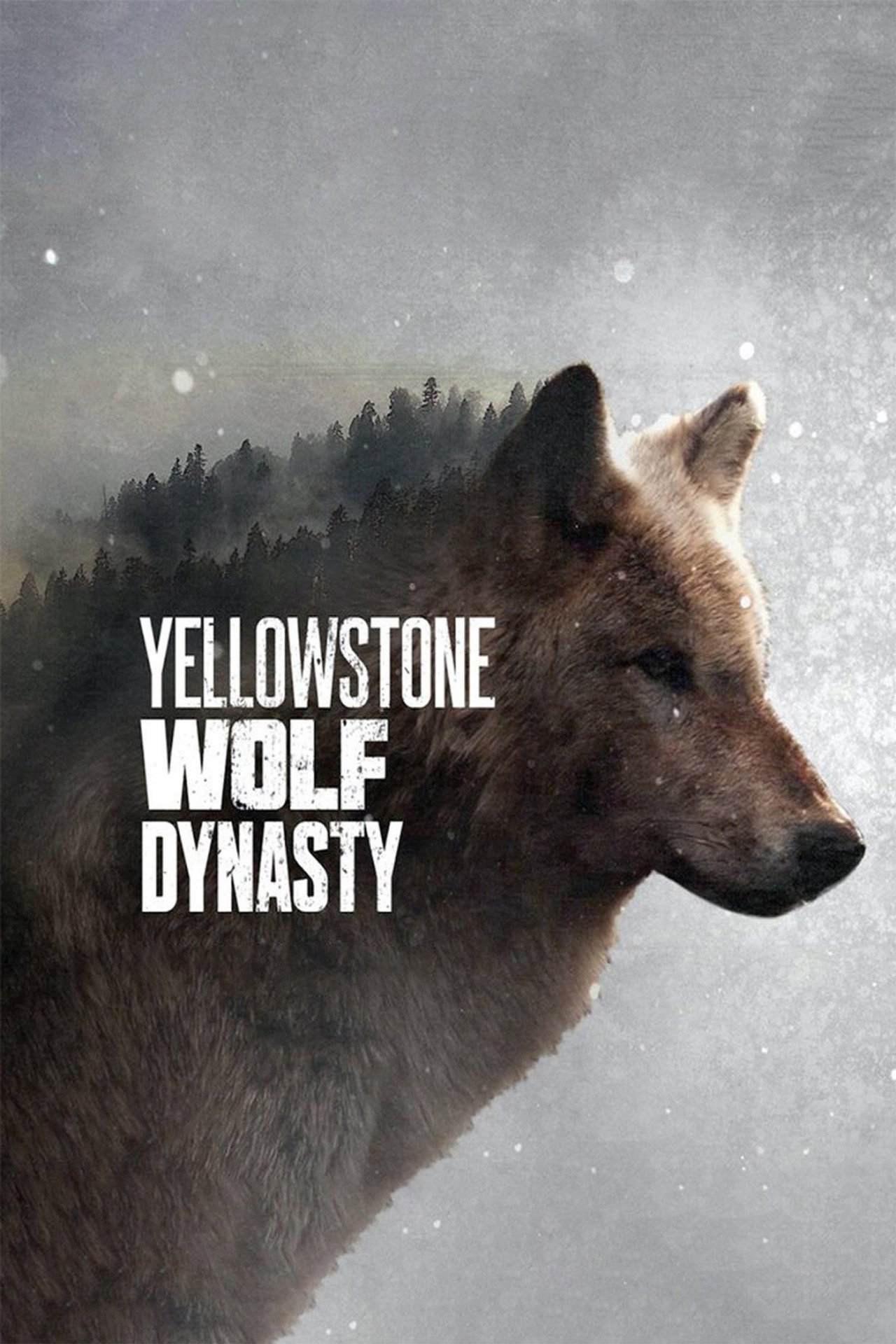 Yellowstone Wolf Dynasty still 3