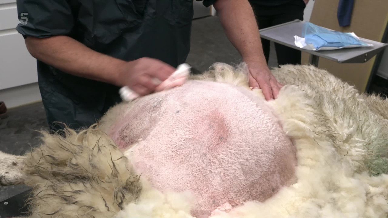 The Yorkshire Vet - Season 14 Episode 1 : Episode 1