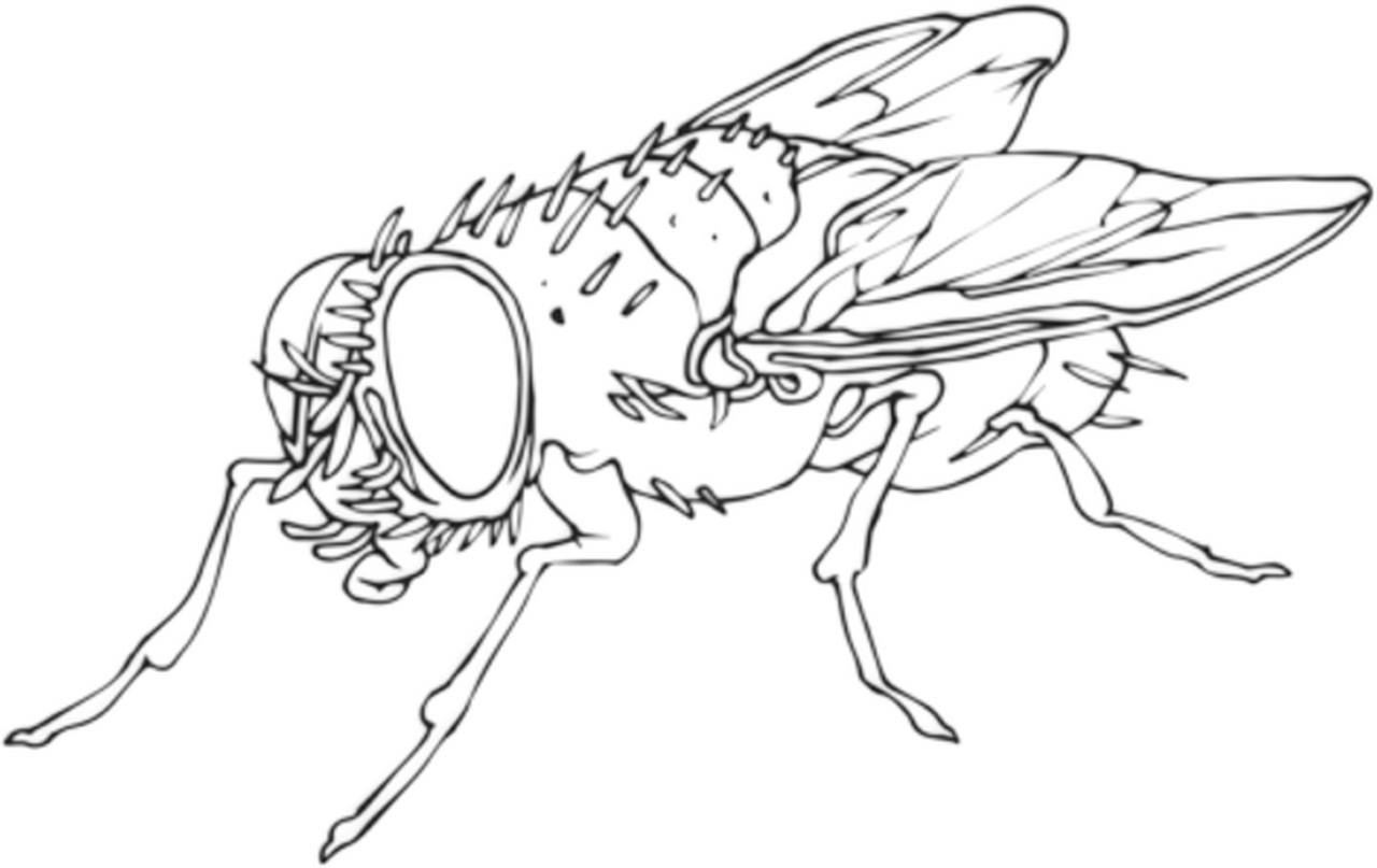 Flies Collective