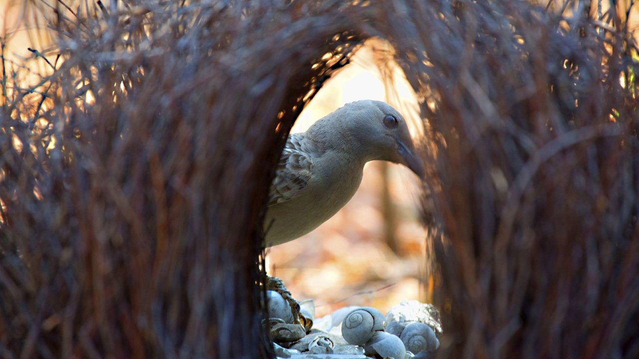 Nature - Season 15 Episode 10 : Bower Bird Blues