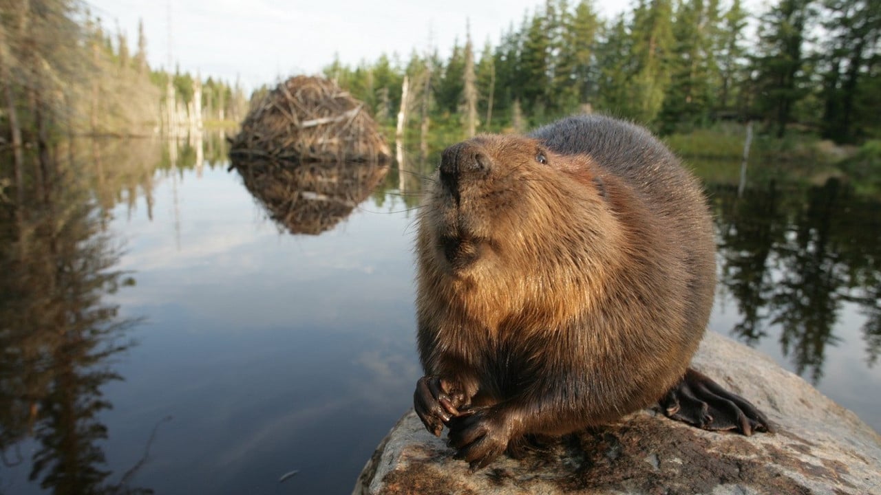 White Tuft, the Little Beaver Backdrop Image