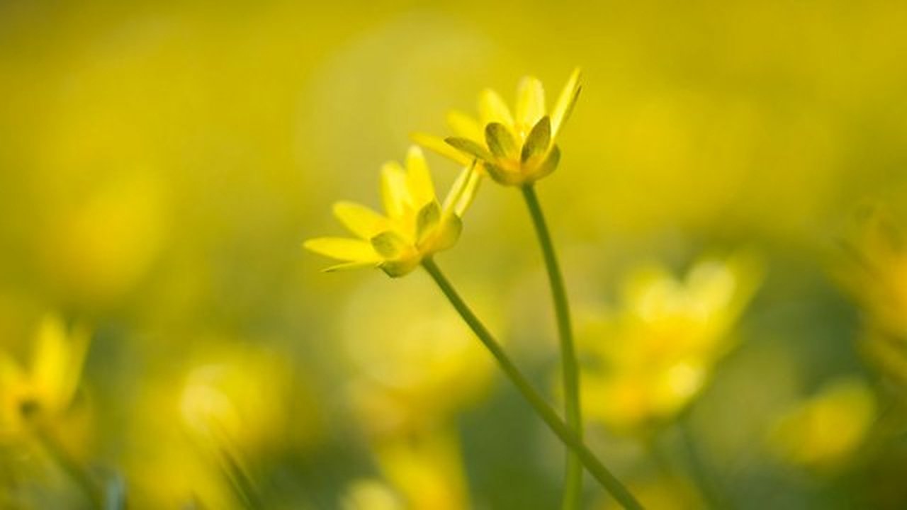 Springwatch - Season 19 Episode 10 : Episode 10