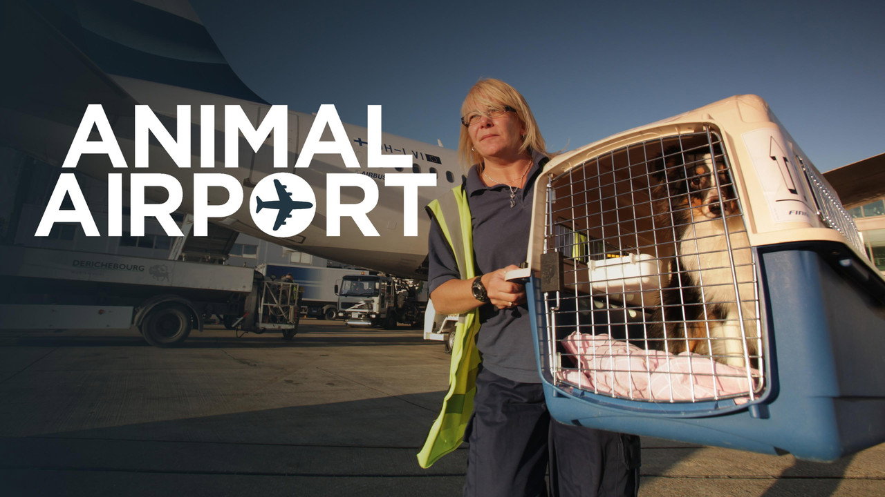 Backdrop for Animal Airport