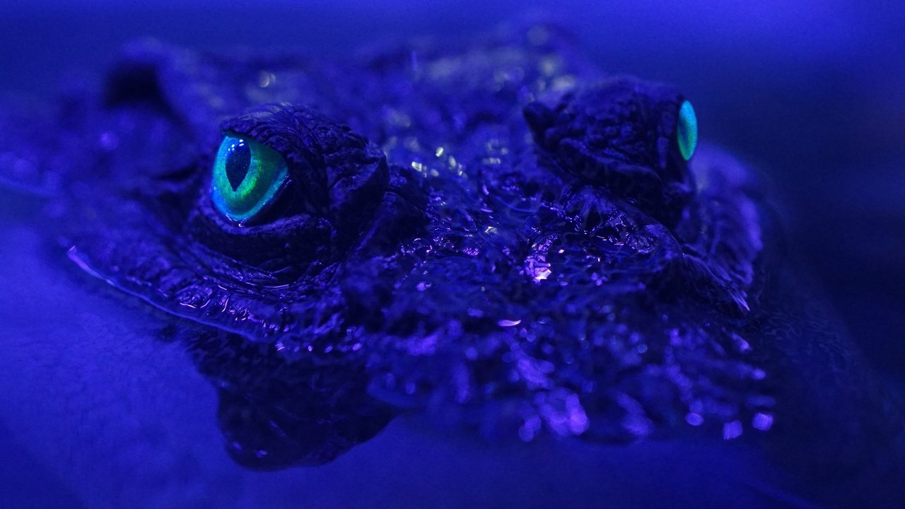 Beasts of the Bayou backdrop