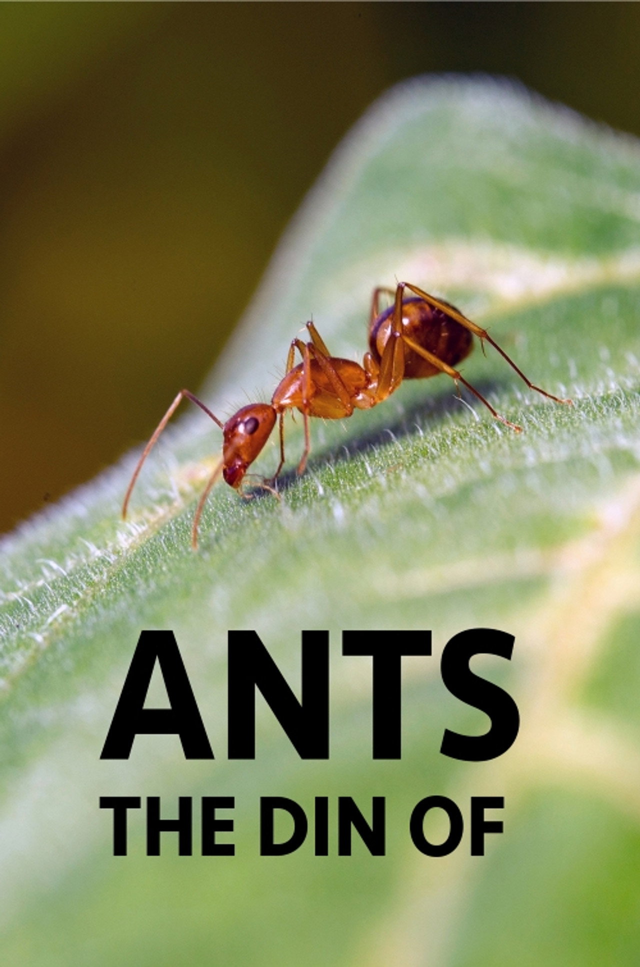 The Din of Ants