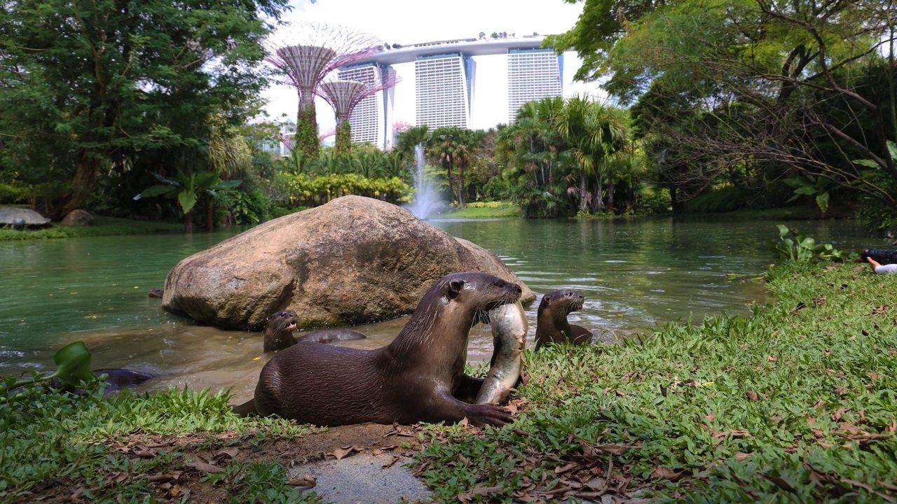 Uptown Otters