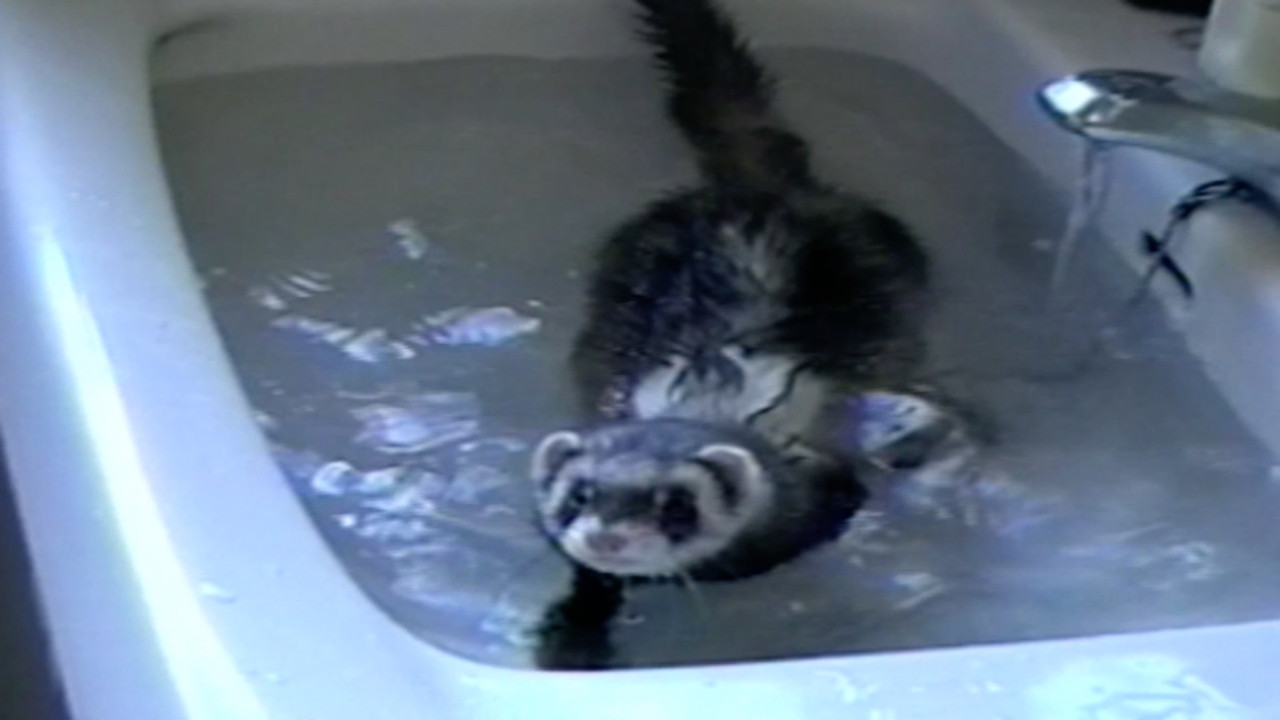 Funniest Pets & People — Épisode 3