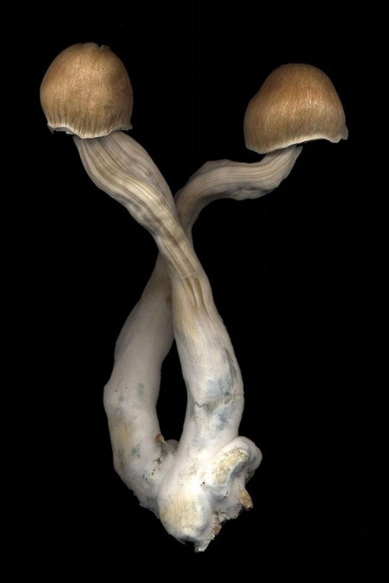 The Mushroom Archive filmaffisch