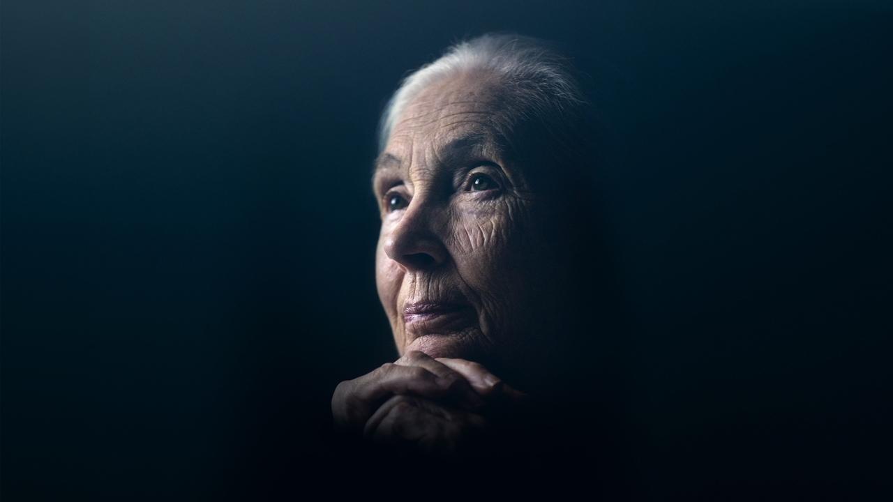 Scen från Jane Goodall: The Hope