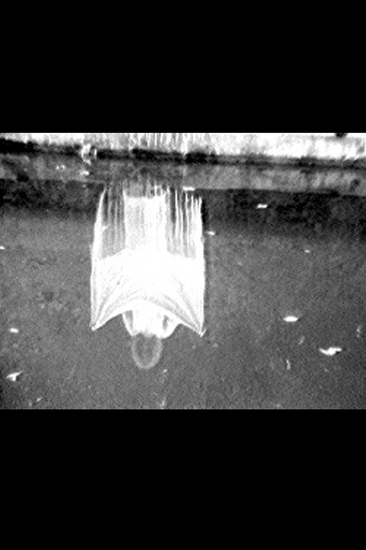 Disturbances filmaffisch