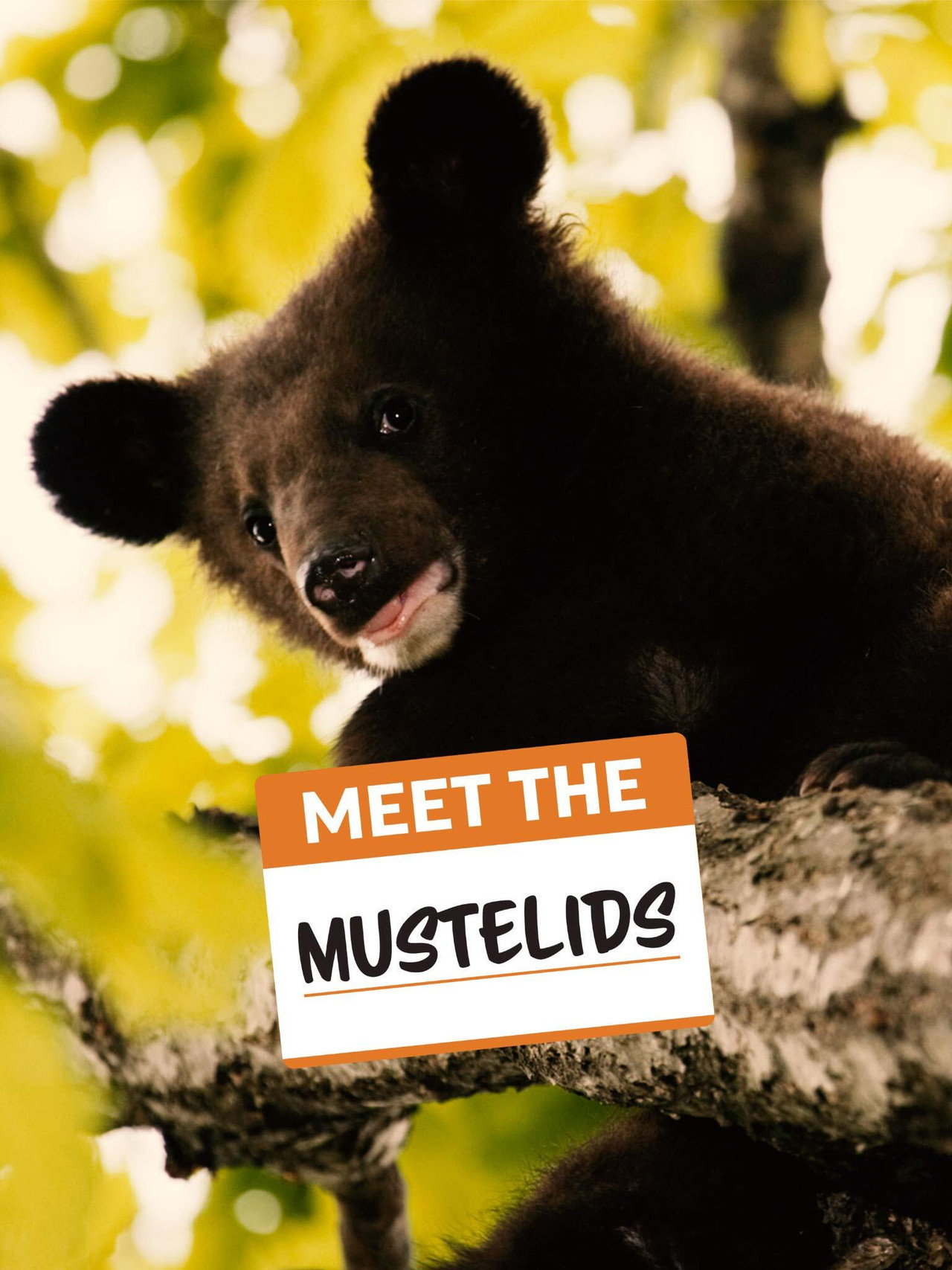Meet the Mustelids Backdrop