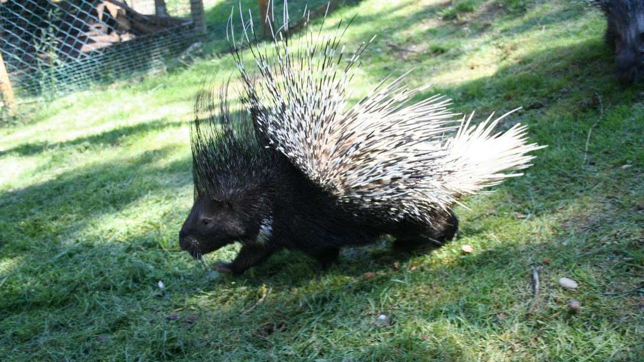 Paula und die wilden Tiere — Épisode 43