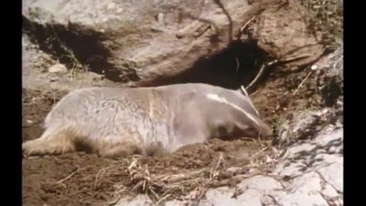 Mutual of Omaha's Wild Kingdom — Épisode 4