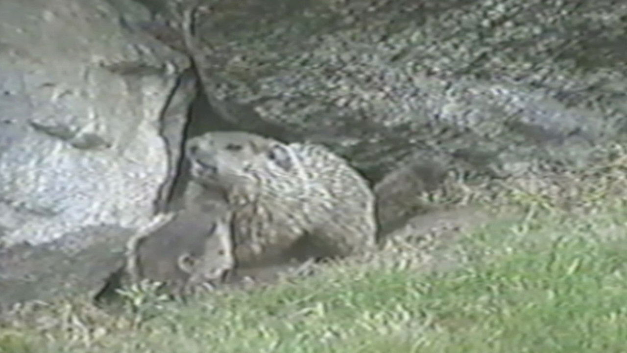 Funniest Pets & People — Épisode 3