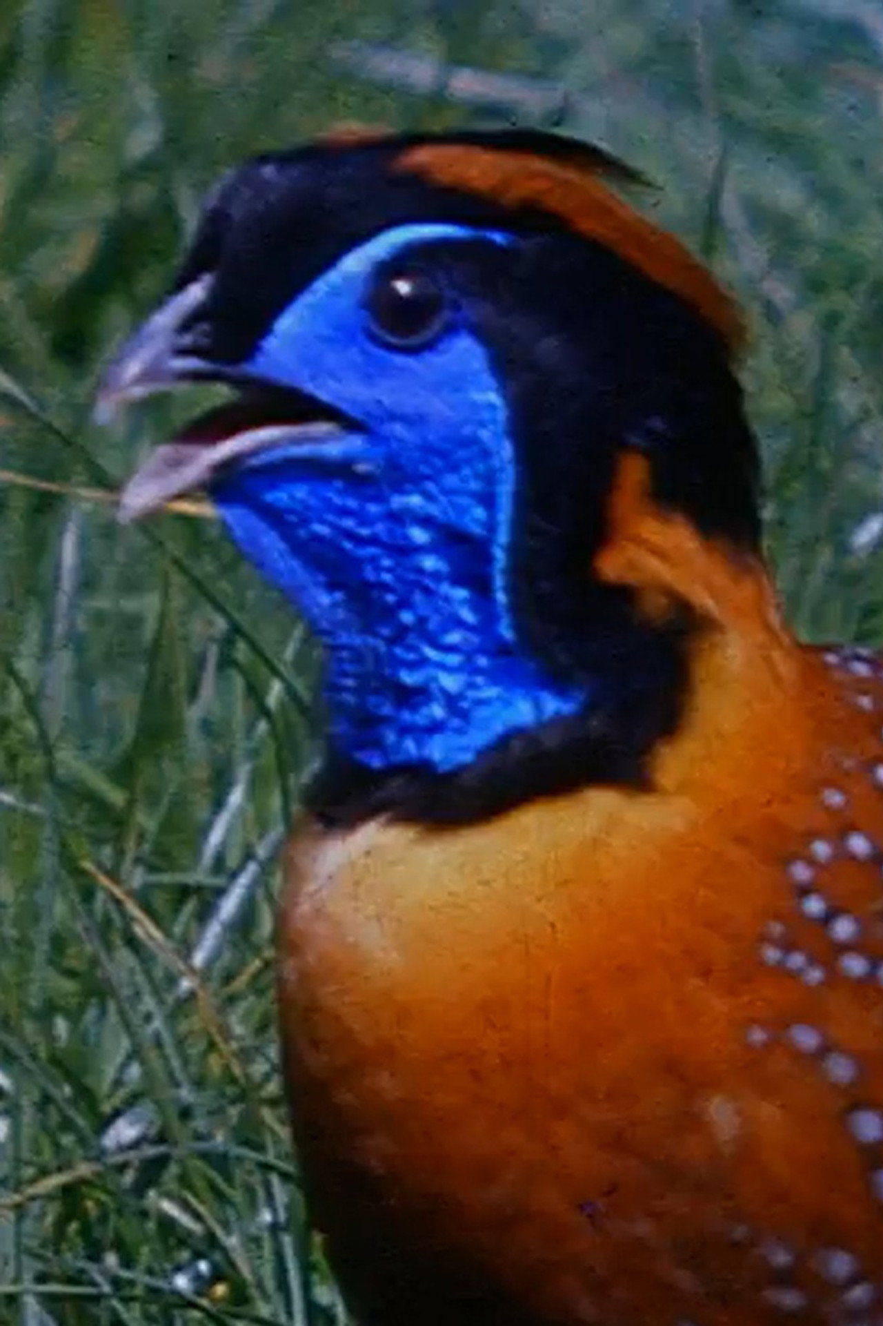 Peacocks and Tragopans Backdrop
