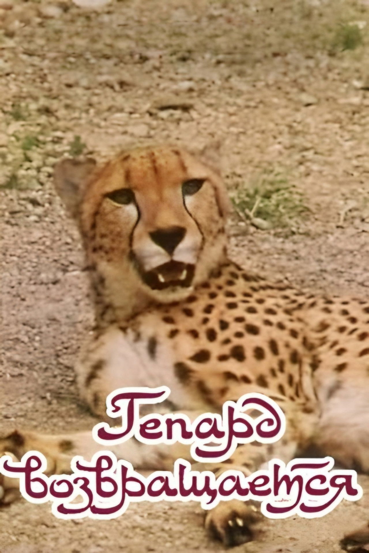 The Cheetah Comes Back Backdrop