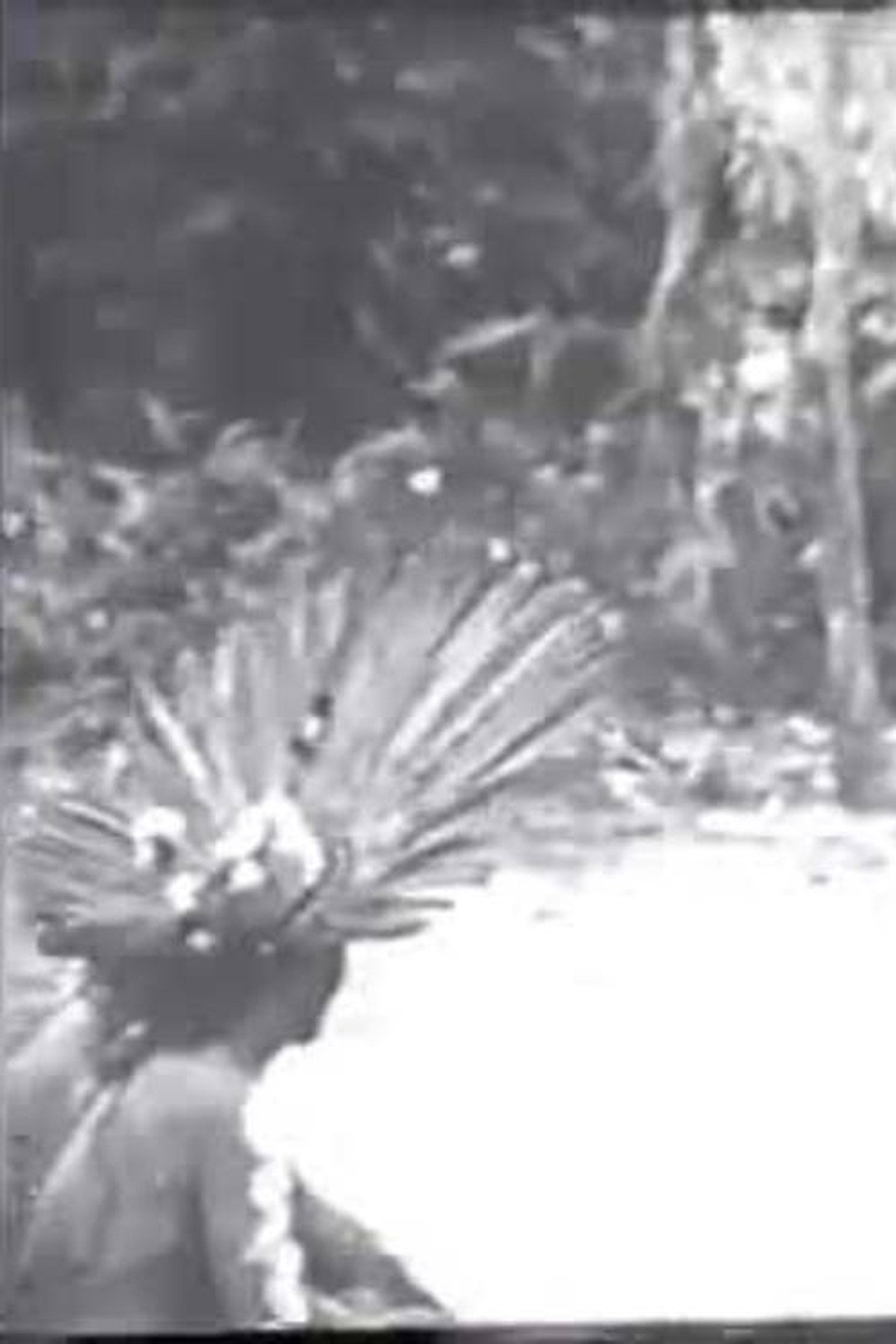 Cerimônias Fúnebres entre os Índios Bororo filmaffisch