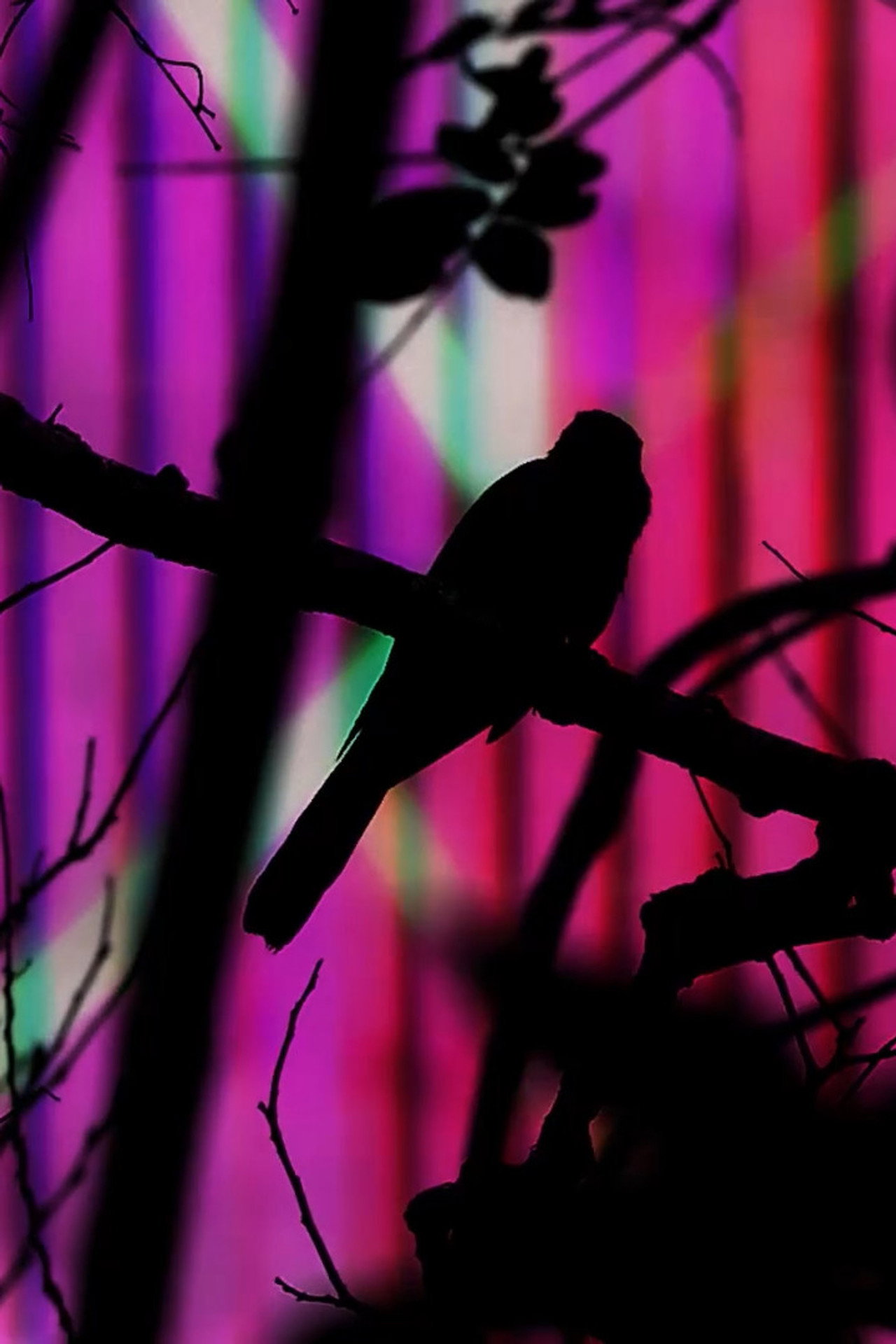 The Pearl of Tailorbird filmaffisch