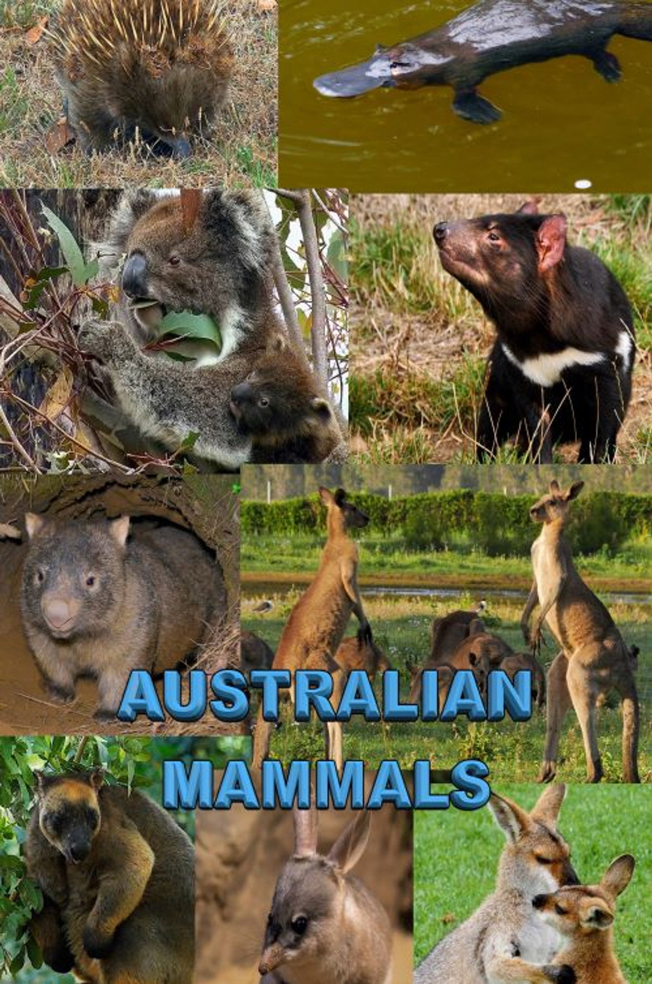 Australian Mammals poster
