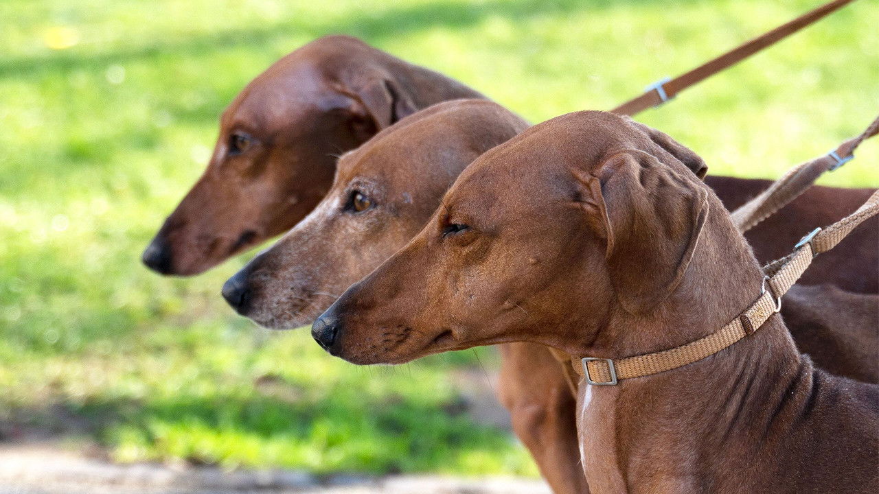 Crufts — Épisode 6