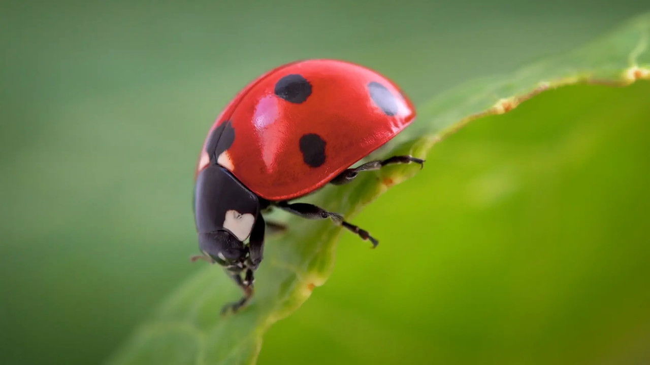 Just Animals — Épisode 5