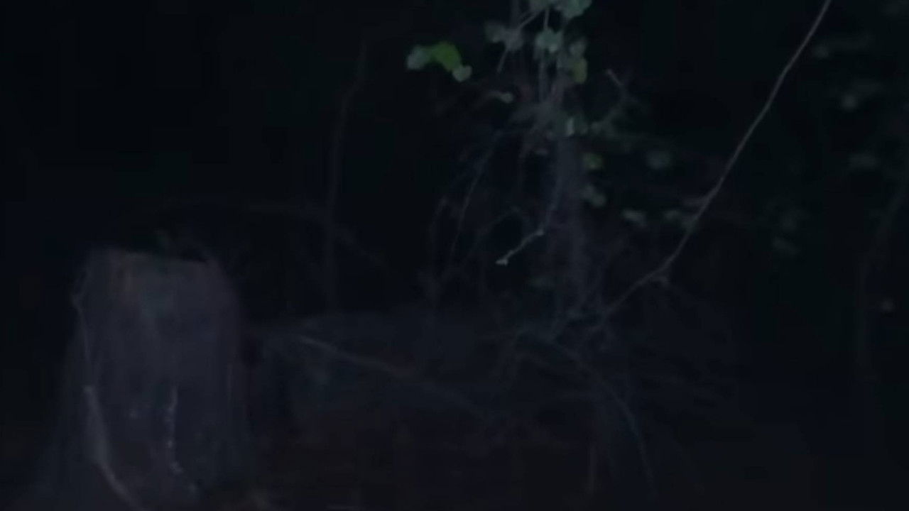 Marble Hornets: Rosswood — Épisode 5