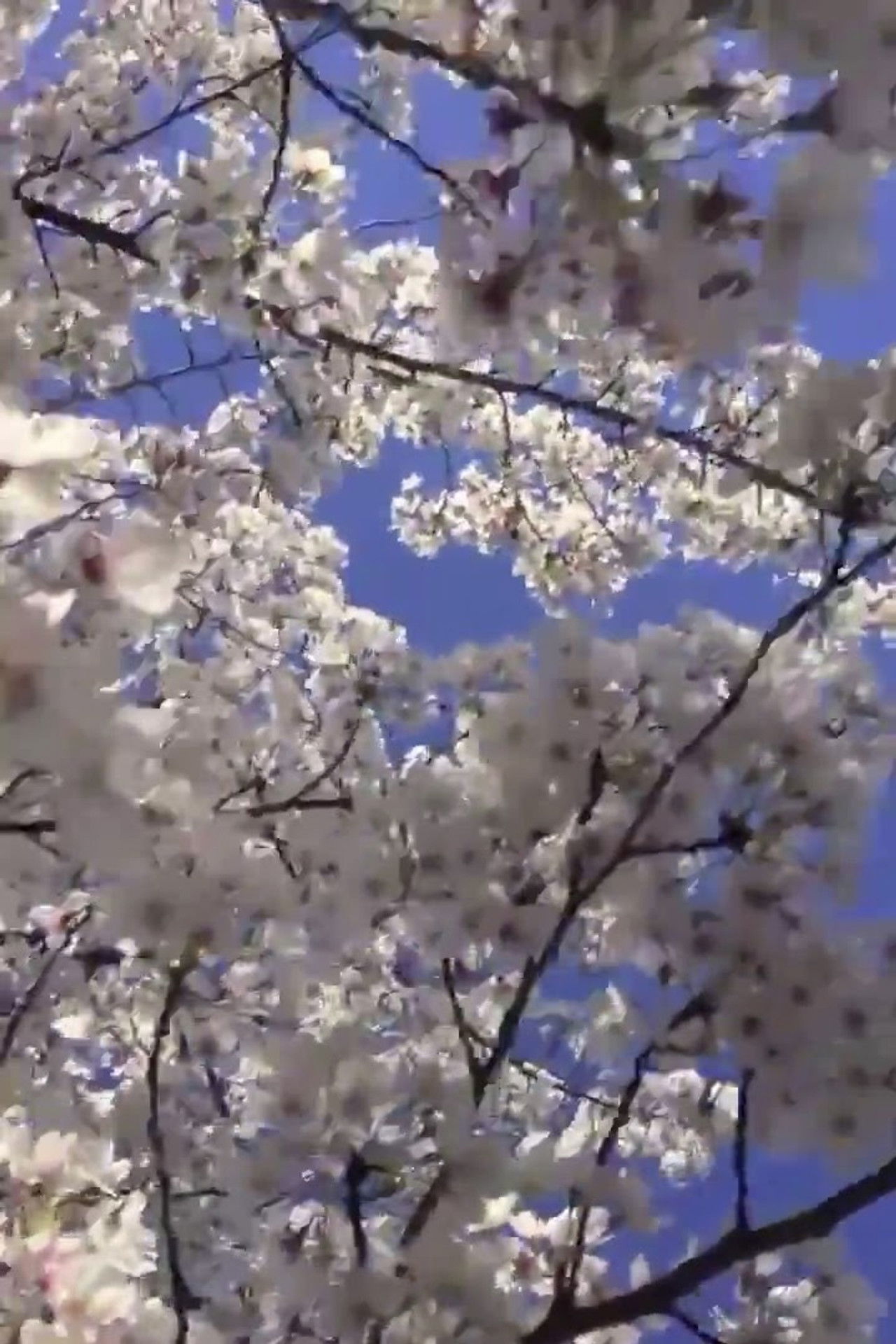 The Flowers Backdrop