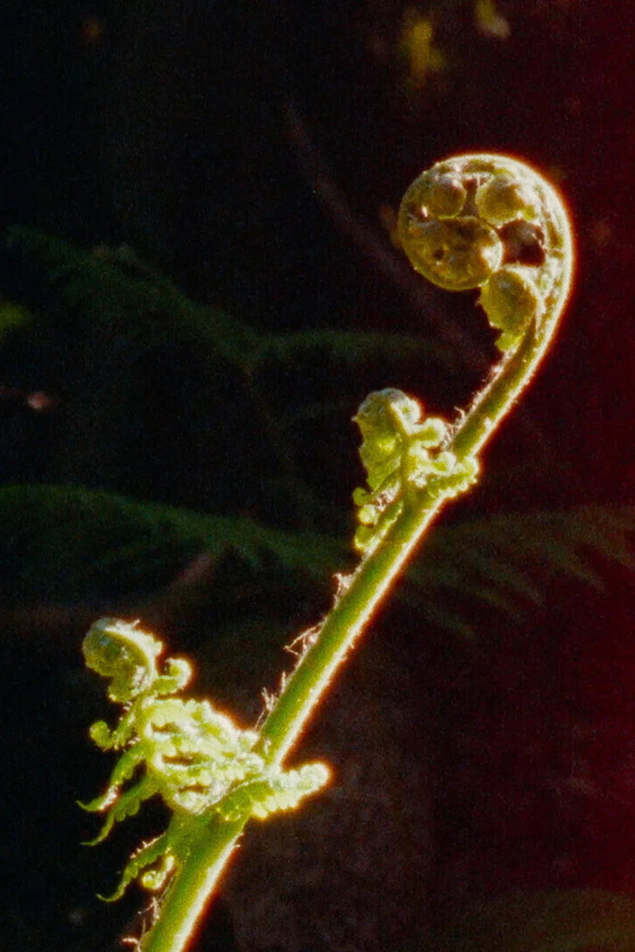 Pirouette filmaffisch