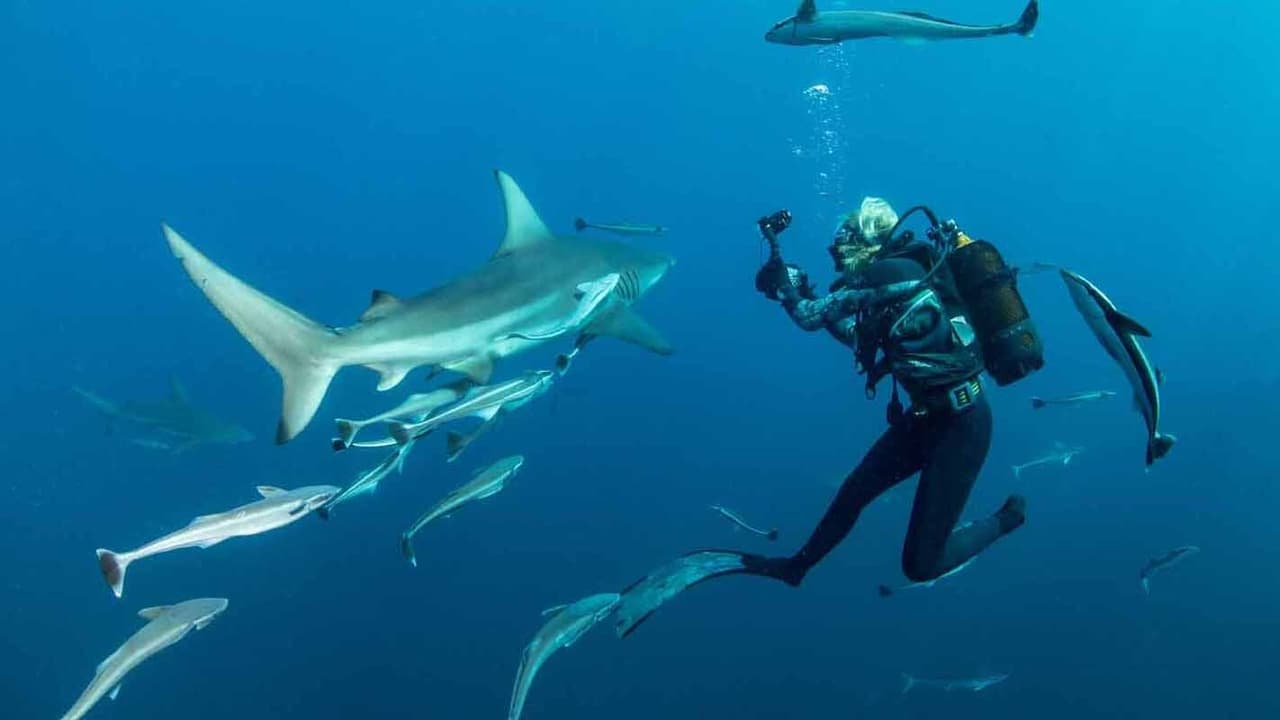 Scen från Sharkwise