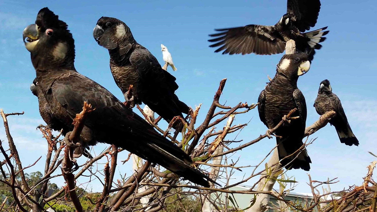 Black Cockatoo Crisis still 4
