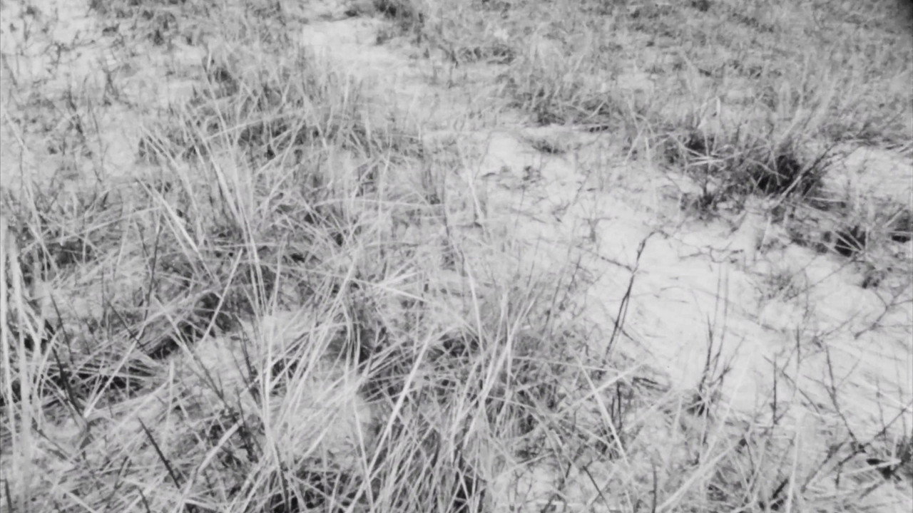 Vineyard II still 3