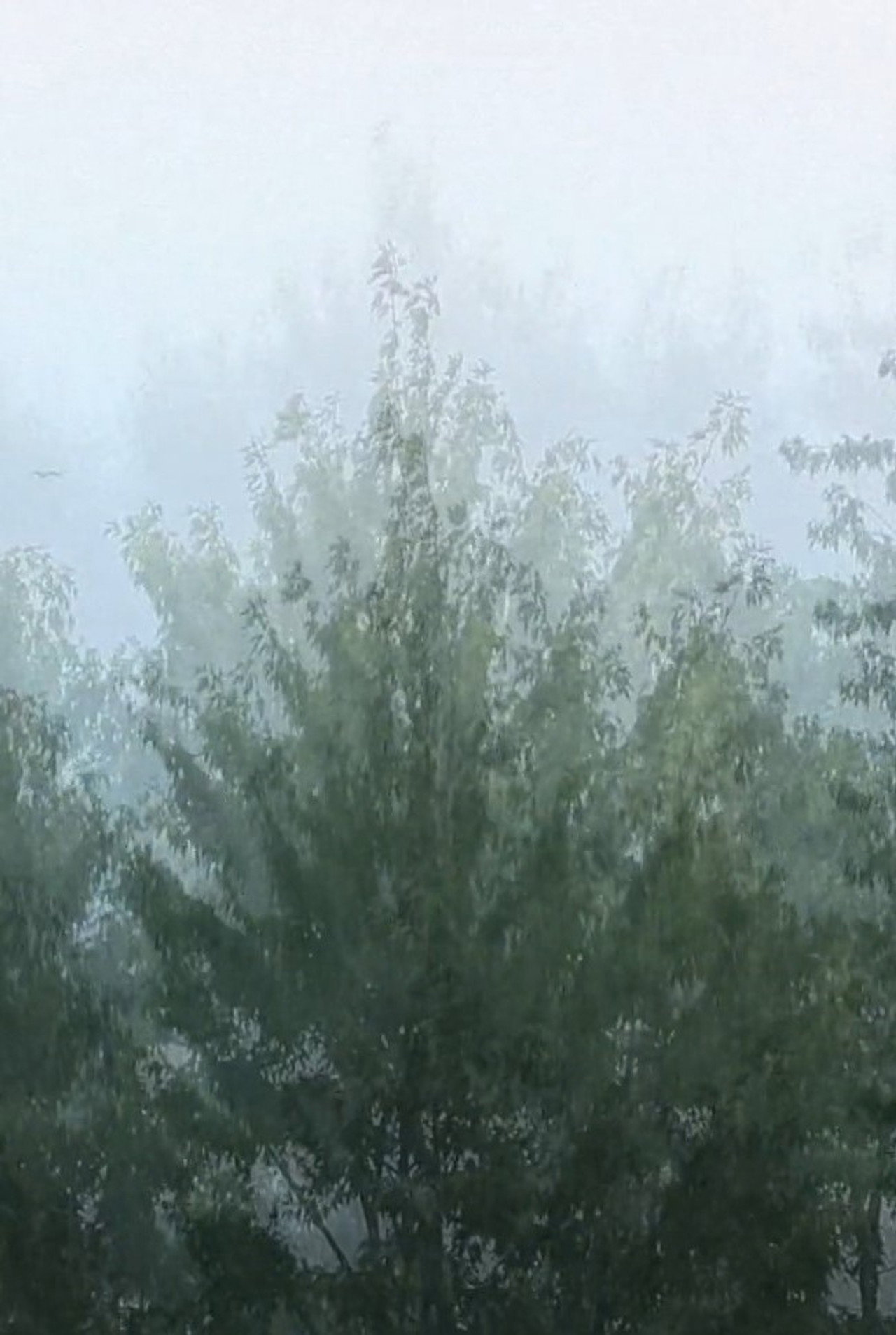 Wind