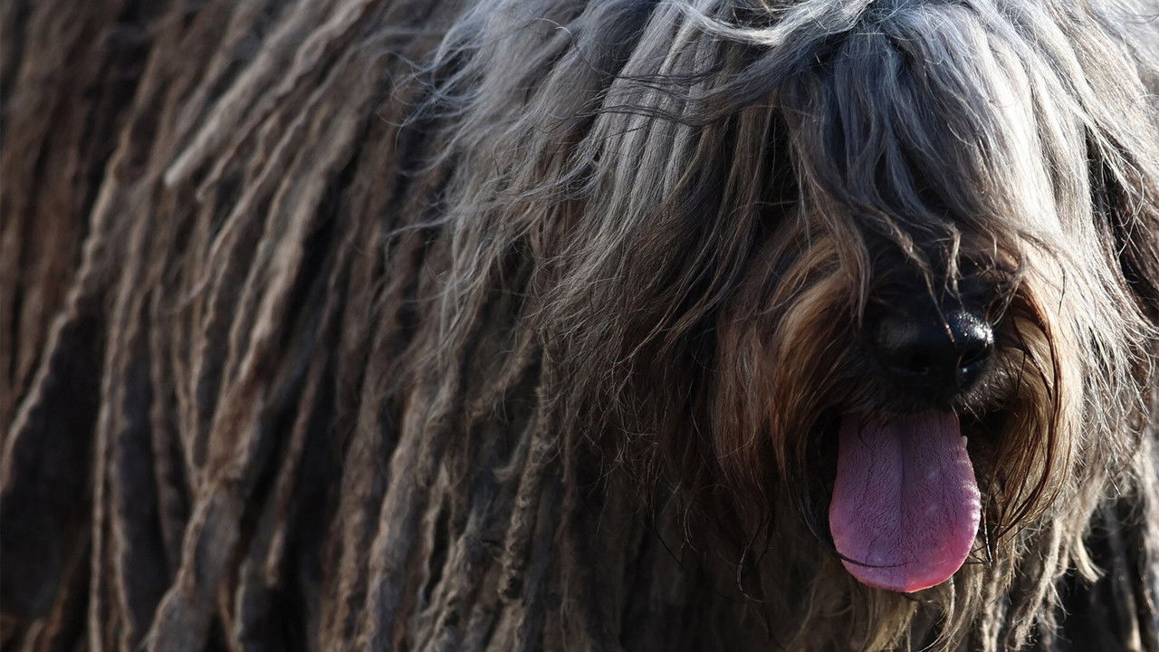 Crufts — Épisode 8