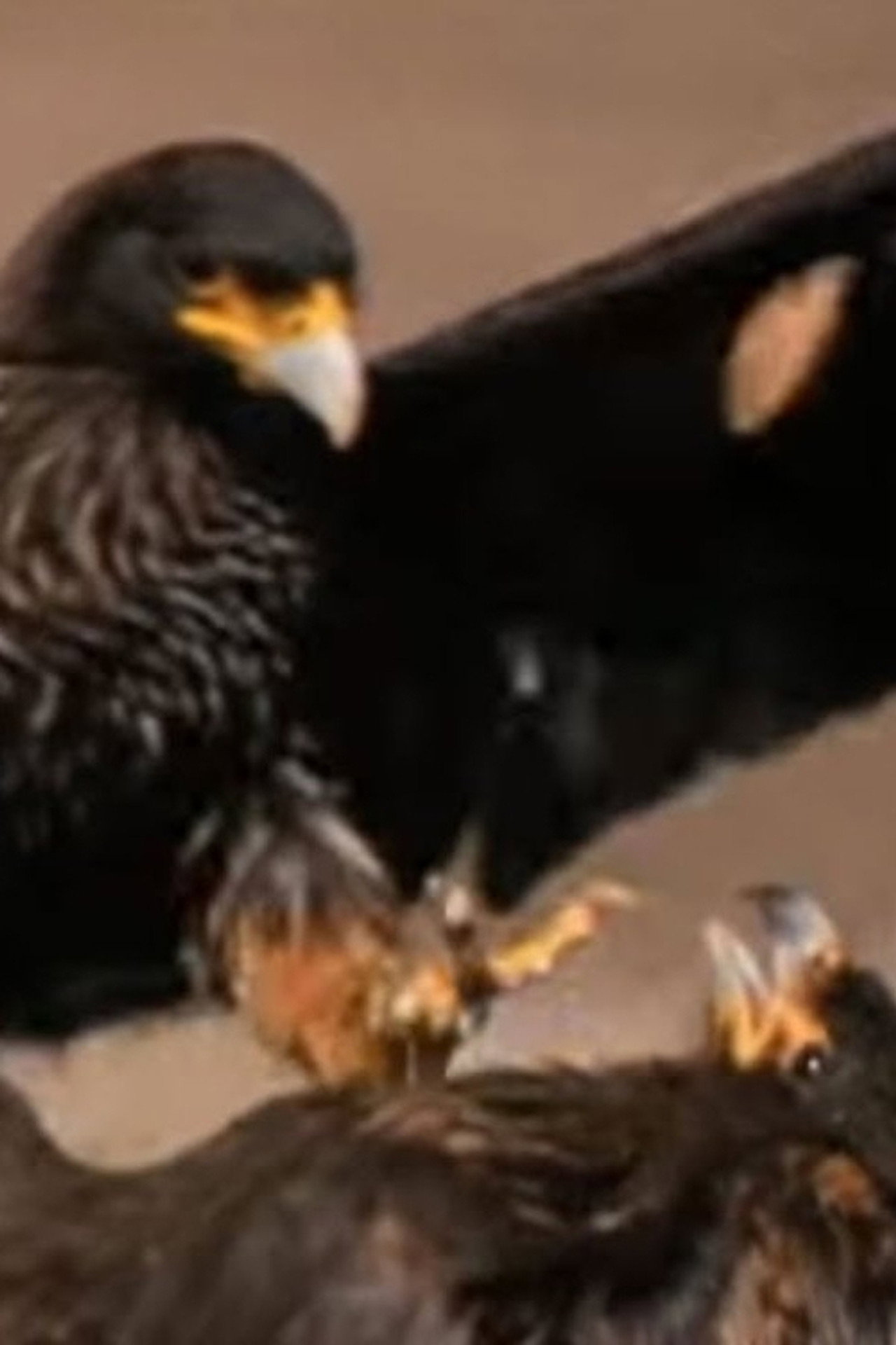 Falklands: Flying Devils filmaffisch