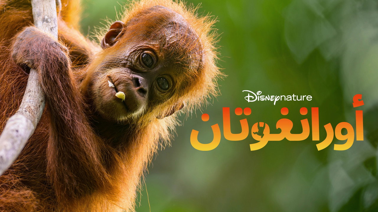 Orangutan backdrop