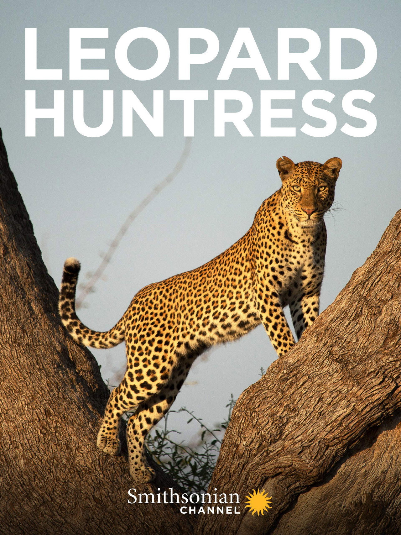 Leopard Huntress filmaffisch