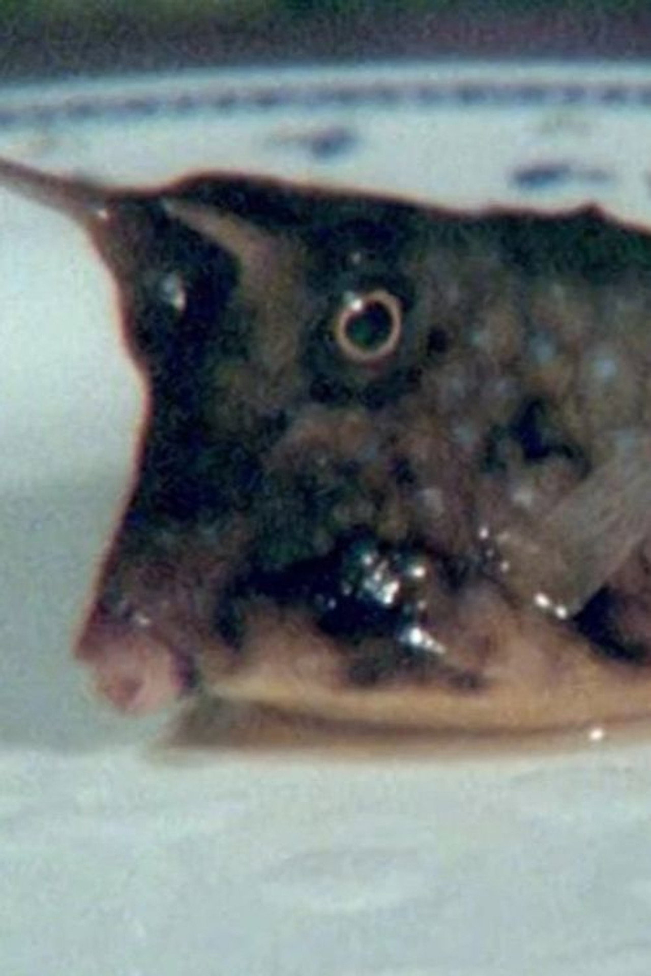 Cowfish