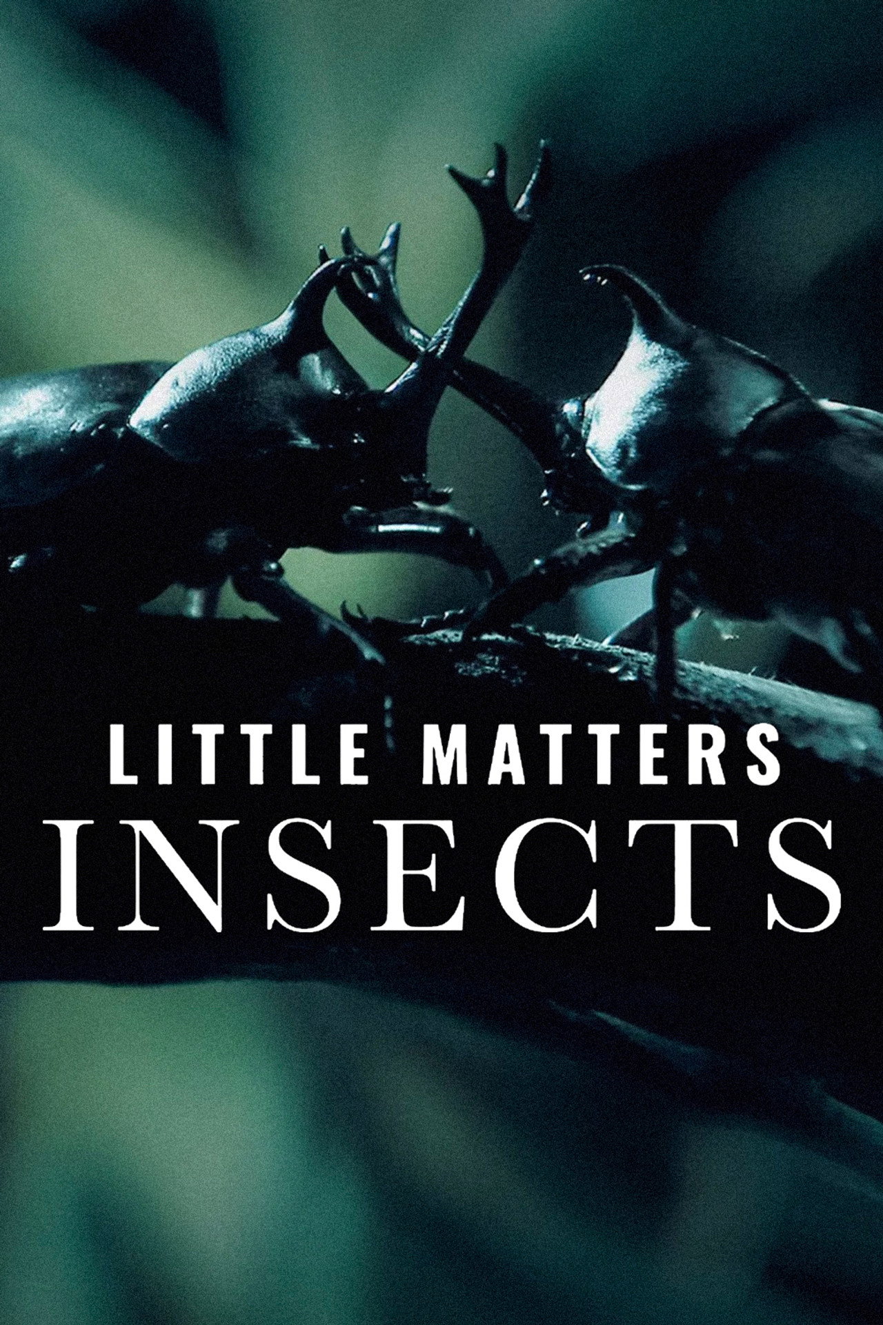 Little Matters: Insects
