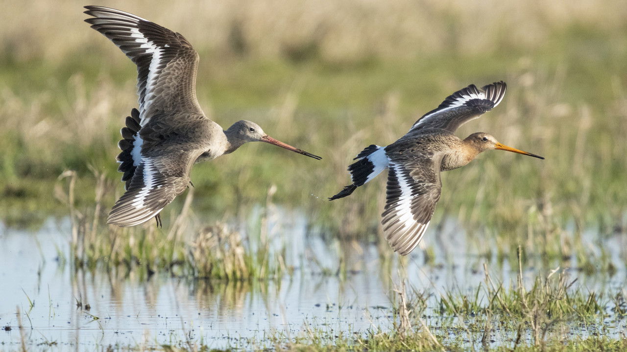 Gijs Scholten van Aschat