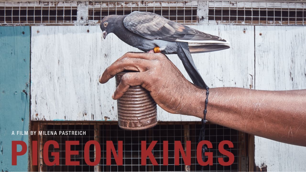 Pigeon Kings background