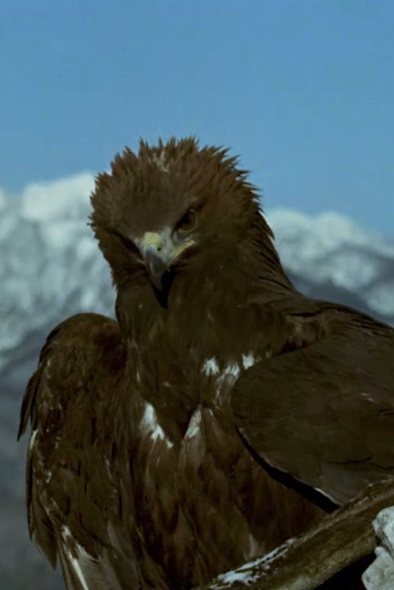 Svijet planina filmaffisch