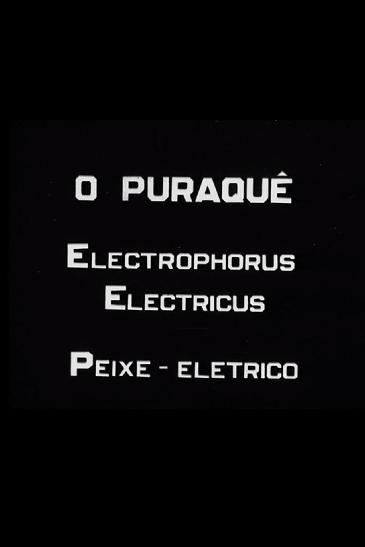 O Puraquê filmaffisch