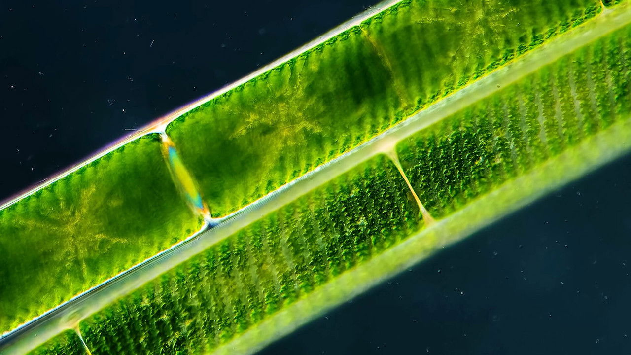 Journey to the Microcosmos — Épisode 8