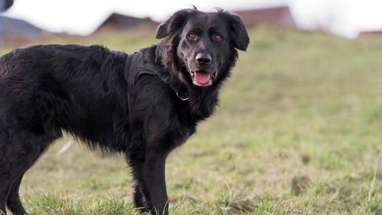 Die Unvermittelbaren - mit Martin Rütter — Épisode 6