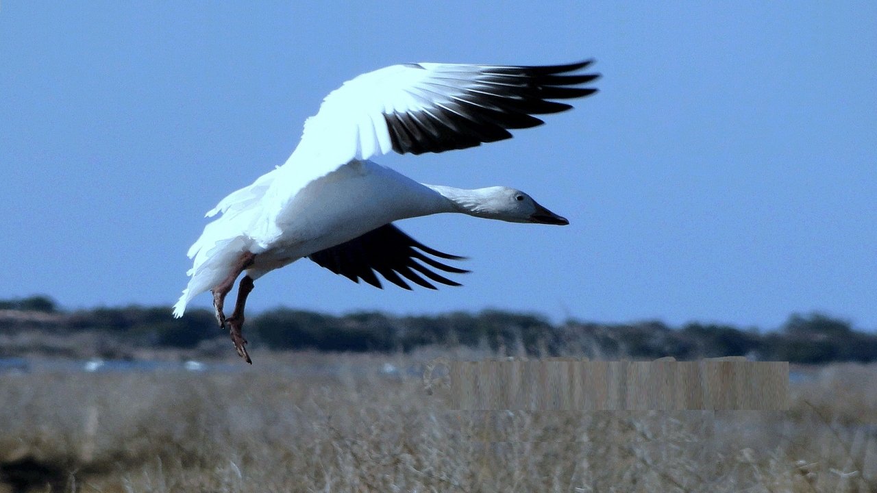 Mattamuskeet
