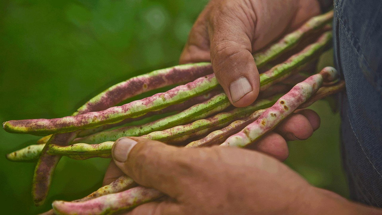 Backdrop for Deeply Rooted: John Coykendall's Journey to Save Our Seeds and Stories
